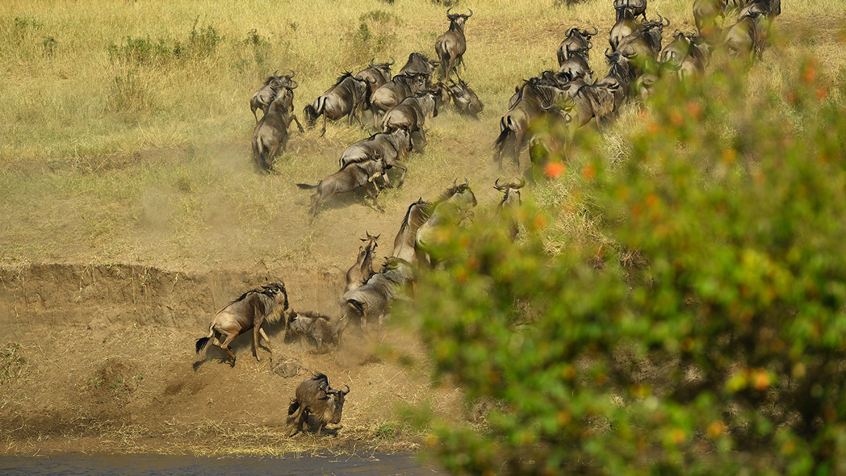 _5RG0384_20180724_085003_2276Masai Mara 2018_3250Masai Mara 2018-1200.jpg