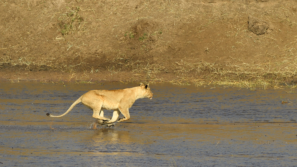 _5RG0385_20180724_085007_2277Masai Mara 2018_3251Masai Mara 2018-1200.jpg