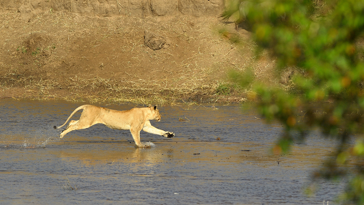 _5RG0387_20180724_085007_2278Masai Mara 2018_3252Masai Mara 2018-1200.jpg