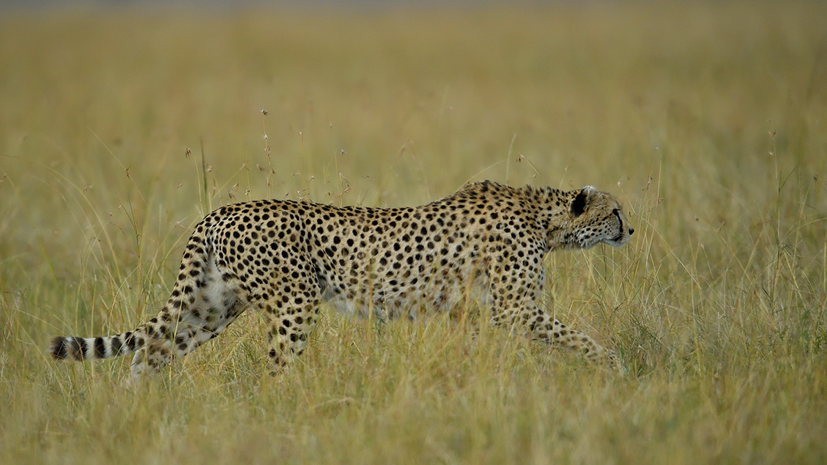 _5RG0398_20180728_175455_4476Masai Mara 2018_7184Masai Mara 2018.jpg