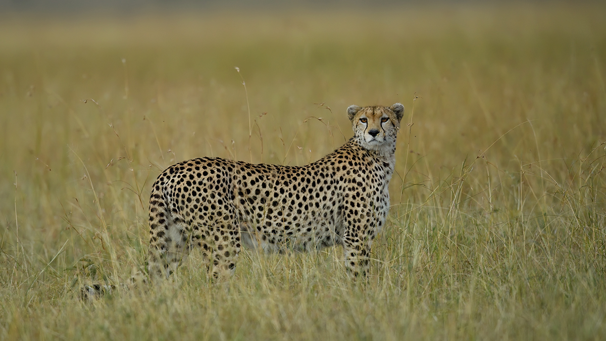 _5RG0408_20180728_175510_4477Masai Mara 2018_7185Masai Mara 2018.jpg