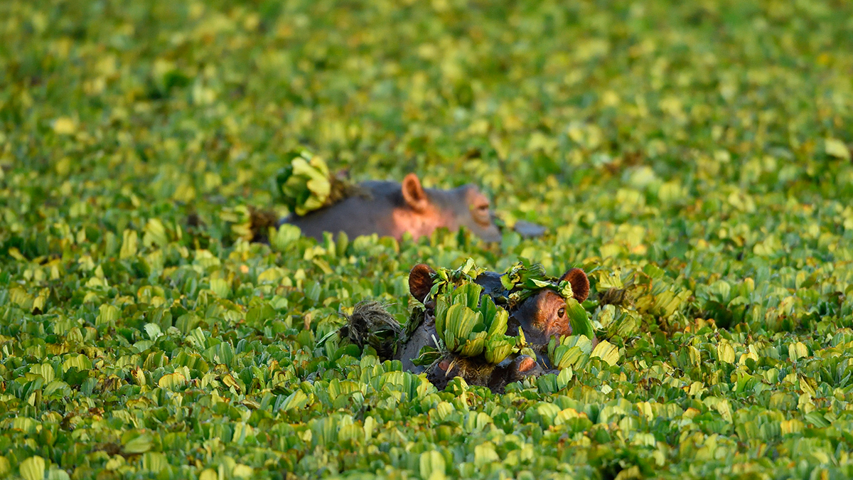 _5RG0466_20180729_070516_4891Masai Mara 2018_7416Masai Mara 2018.jpg