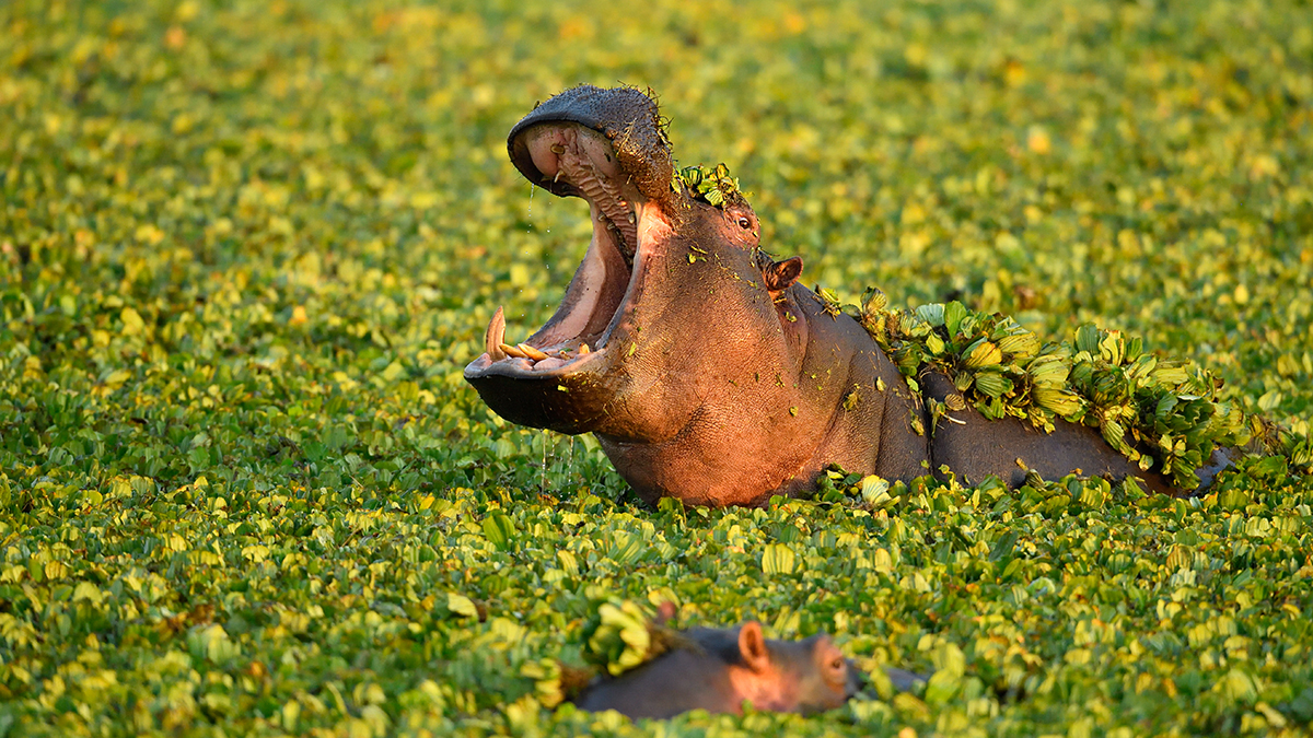 _5RG0490_20180729_070618_4893Masai Mara 2018_7418Masai Mara 2018.jpg