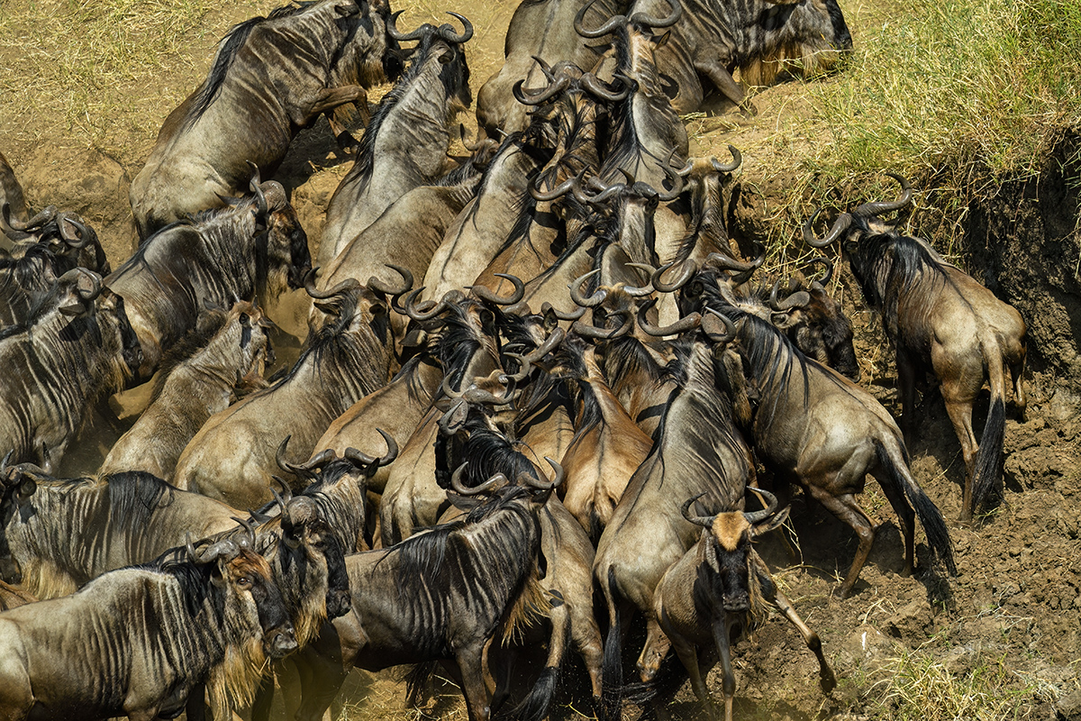 _5RG0514_20180724_102135_2286Masai Mara 2018_3260Masai Mara 2018-1200.jpg