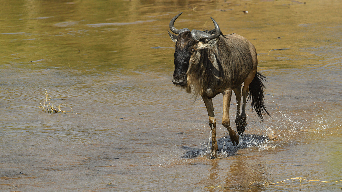 _5RG0549_20180724_102214_2294Masai Mara 2018_3268Masai Mara 2018-1200.jpg