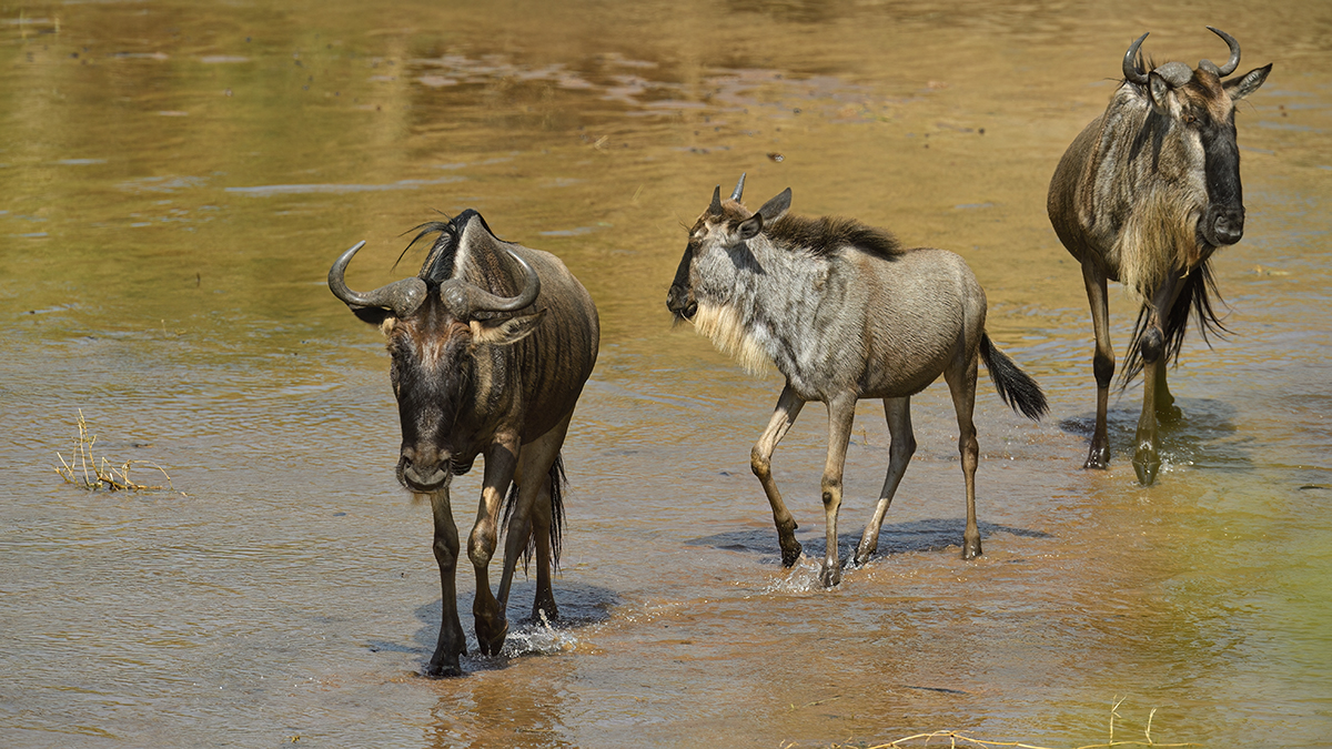 _5RG0558_20180724_102223_2295Masai Mara 2018_3269Masai Mara 2018-1200.jpg