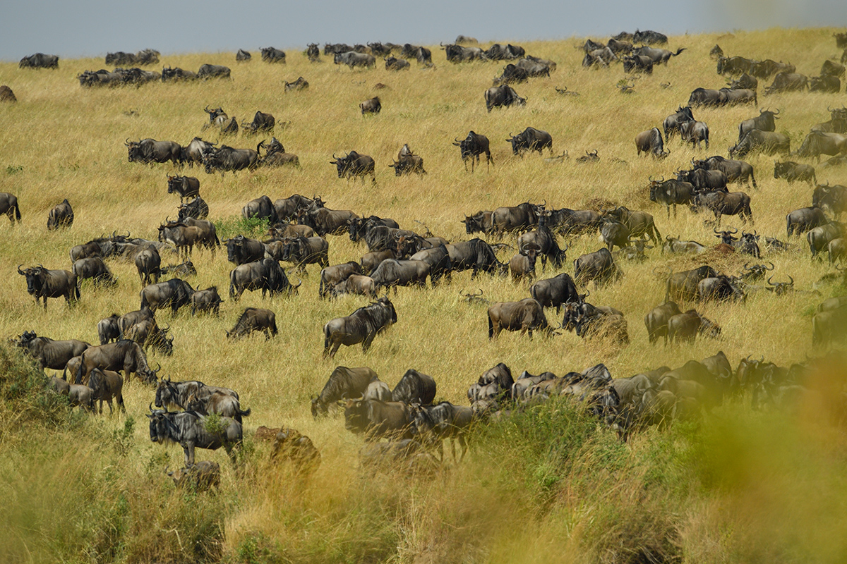 _5RG0638_20180724_102842_2297Masai Mara 2018_3271Masai Mara 2018-1200.jpg