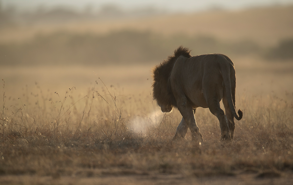 _5RG0652_20180719_072557_739Masai Mara 2018-1200.jpg