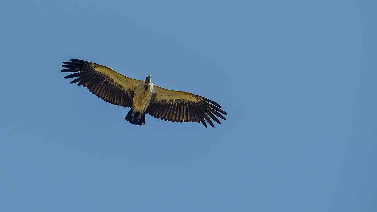 _5RG0685_20180724_103108_2299Masai Mara 2018_3273Masai Mara 2018-1200.jpg