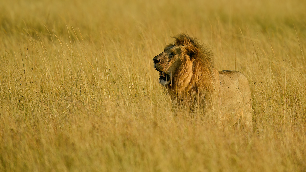 _5RG0886_20180729_075723_4904Masai Mara 2018_7429Masai Mara 2018.jpg