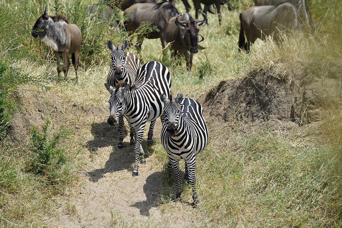 _5RG0891_20180724_113904_2305Masai Mara 2018_3279Masai Mara 2018-1200.jpg