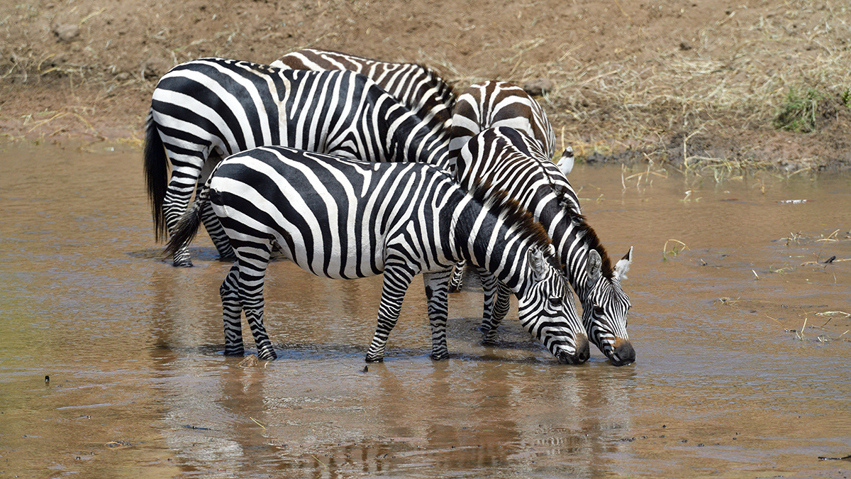 _5RG0892_20180724_114351_2306Masai Mara 2018_3280Masai Mara 2018-1200.jpg