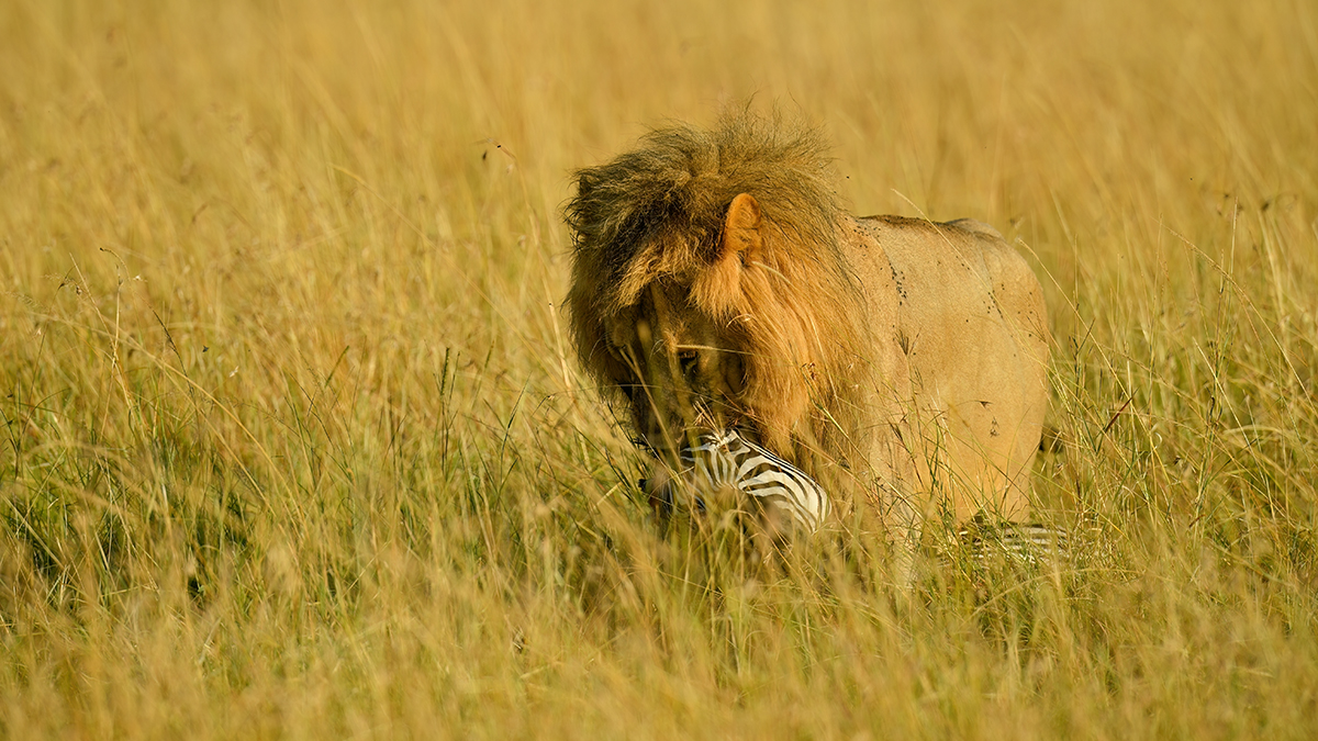 _5RG0927_20180729_075917_4906Masai Mara 2018_7431Masai Mara 2018.jpg