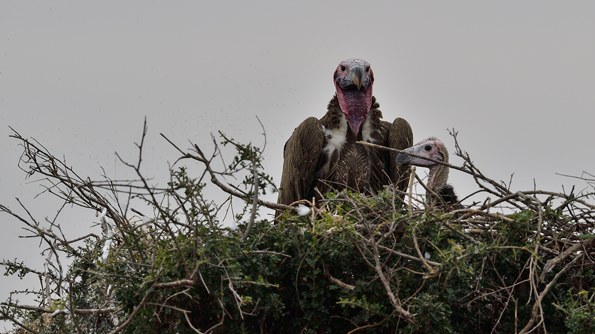 _5RG0941_20180724_131148_2308Masai Mara 2018_3282Masai Mara 2018-1200.jpg