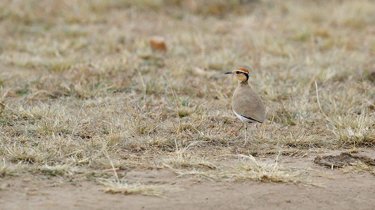 _5RG0951_20180724_163142_2309Masai Mara 2018_3283Masai Mara 2018-1200.jpg
