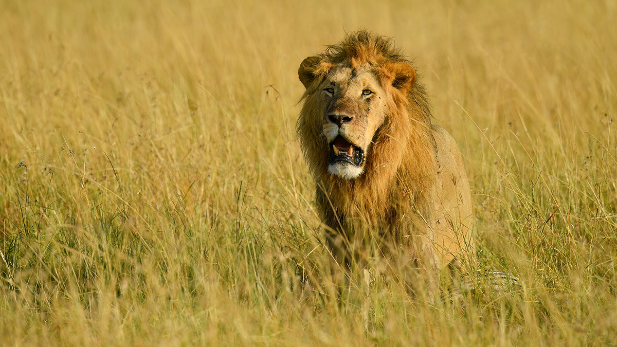 _5RG0975_20180729_080020_4909Masai Mara 2018_7434Masai Mara 2018.jpg