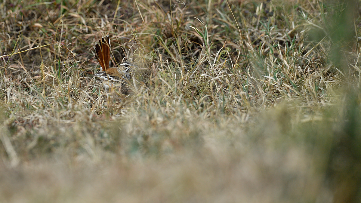 _5RG0992_20180724_165230_2312Masai Mara 2018_3286Masai Mara 2018-1200.jpg