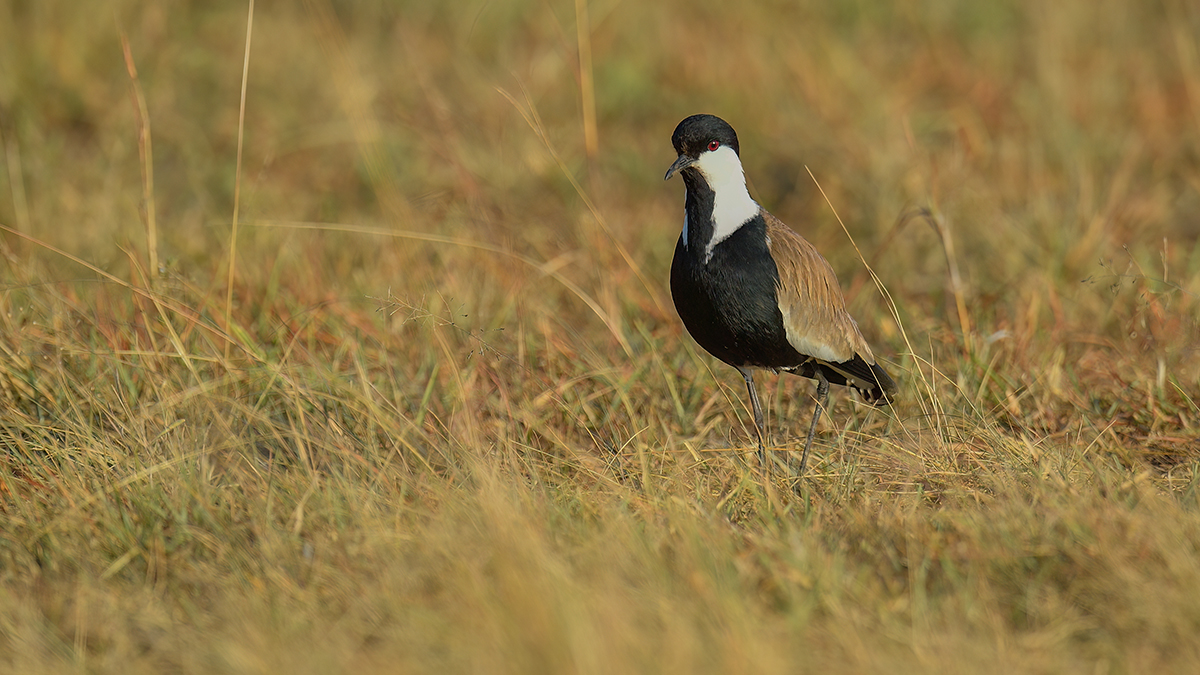 _5RG0997_20180719_074019_740Masai Mara 2018-1200.jpg