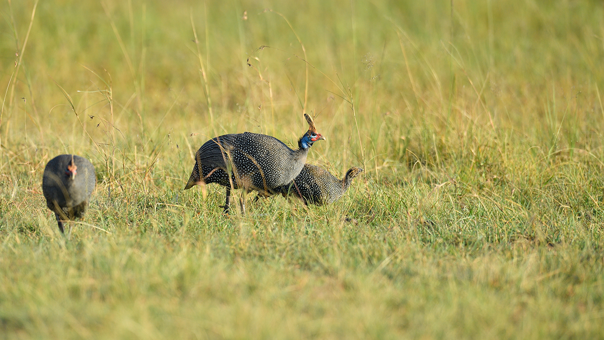 _5RG1029_20180719_074113_742Masai Mara 2018-1200.jpg