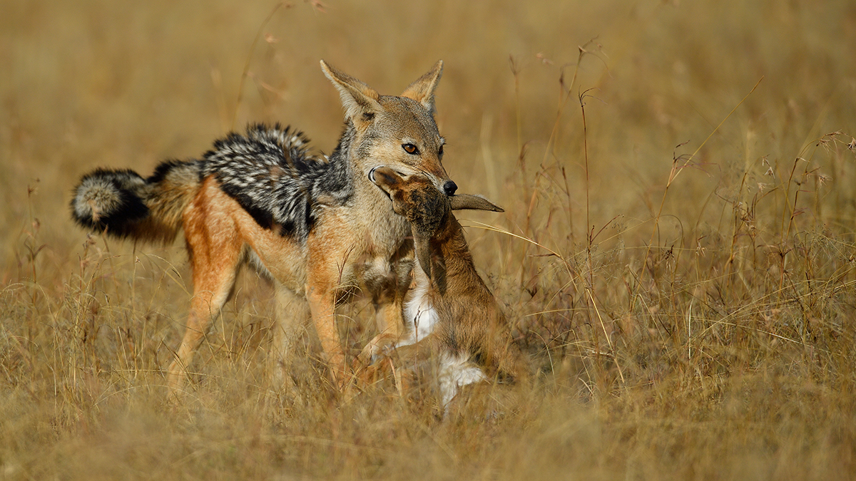 _5RG1041_20180724_170323_2315Masai Mara 2018_3289Masai Mara 2018-1200.jpg