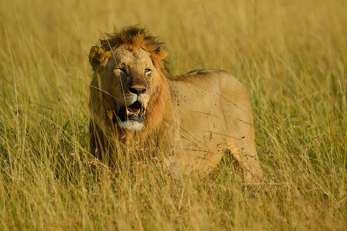_5RG1042_20180729_080113_4911Masai Mara 2018_7436Masai Mara 2018.jpg
