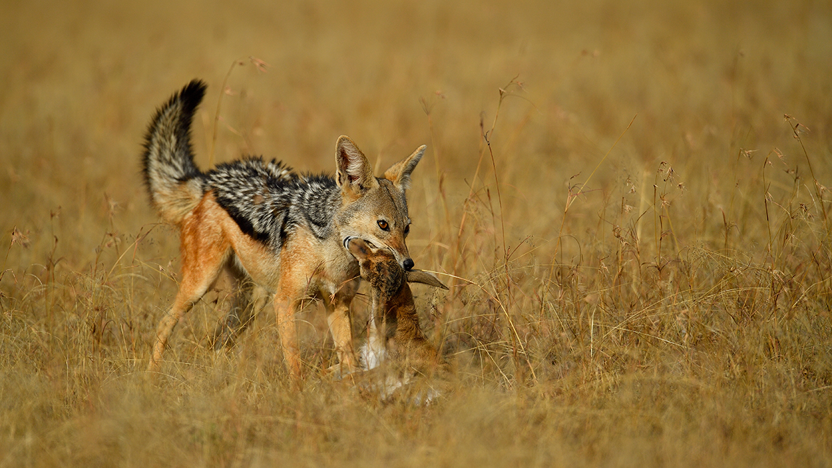 _5RG1059_20180724_170328_2348Masai Mara 2018_3290Masai Mara 2018-1200.jpg