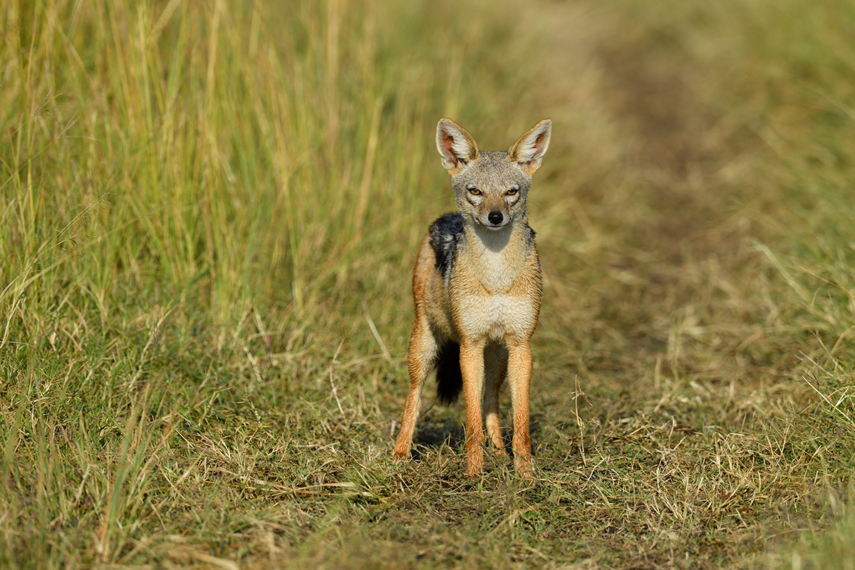 _5RG1094_20180729_081147_4912Masai Mara 2018_7437Masai Mara 2018.jpg