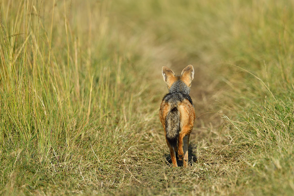_5RG1120_20180729_081206_4915Masai Mara 2018_7440Masai Mara 2018.jpg