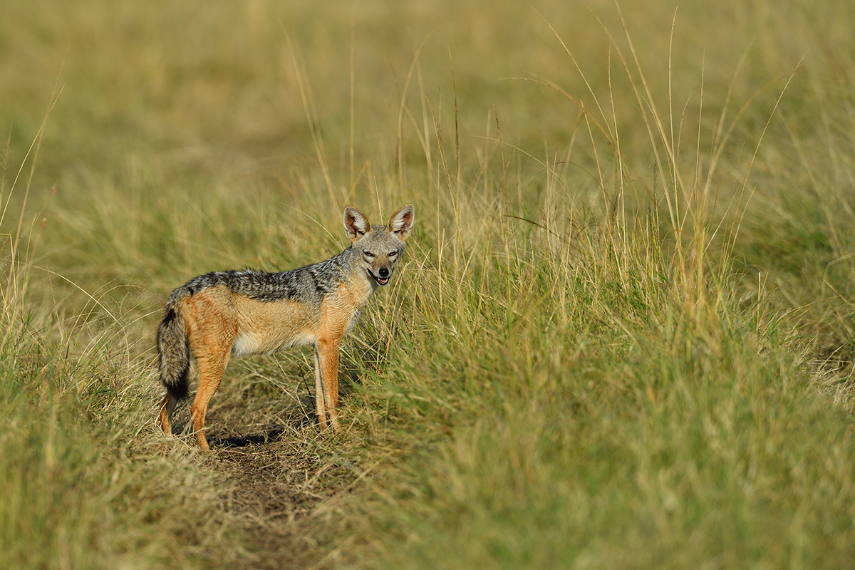 _5RG1130_20180729_081215_4917Masai Mara 2018_7442Masai Mara 2018.jpg