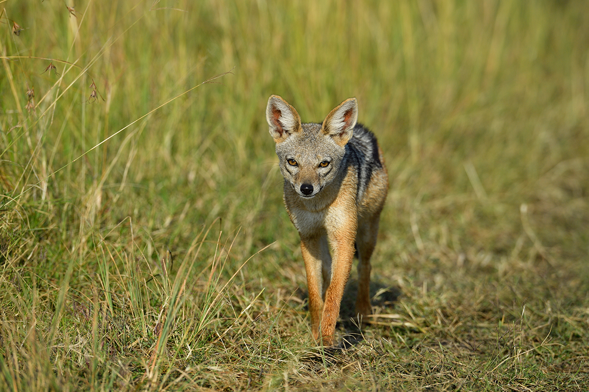 _5RG1157_20180729_081322_4923Masai Mara 2018_7448Masai Mara 2018.jpg