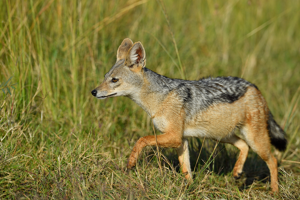 _5RG1163_20180729_081323_4925Masai Mara 2018_7450Masai Mara 2018.jpg