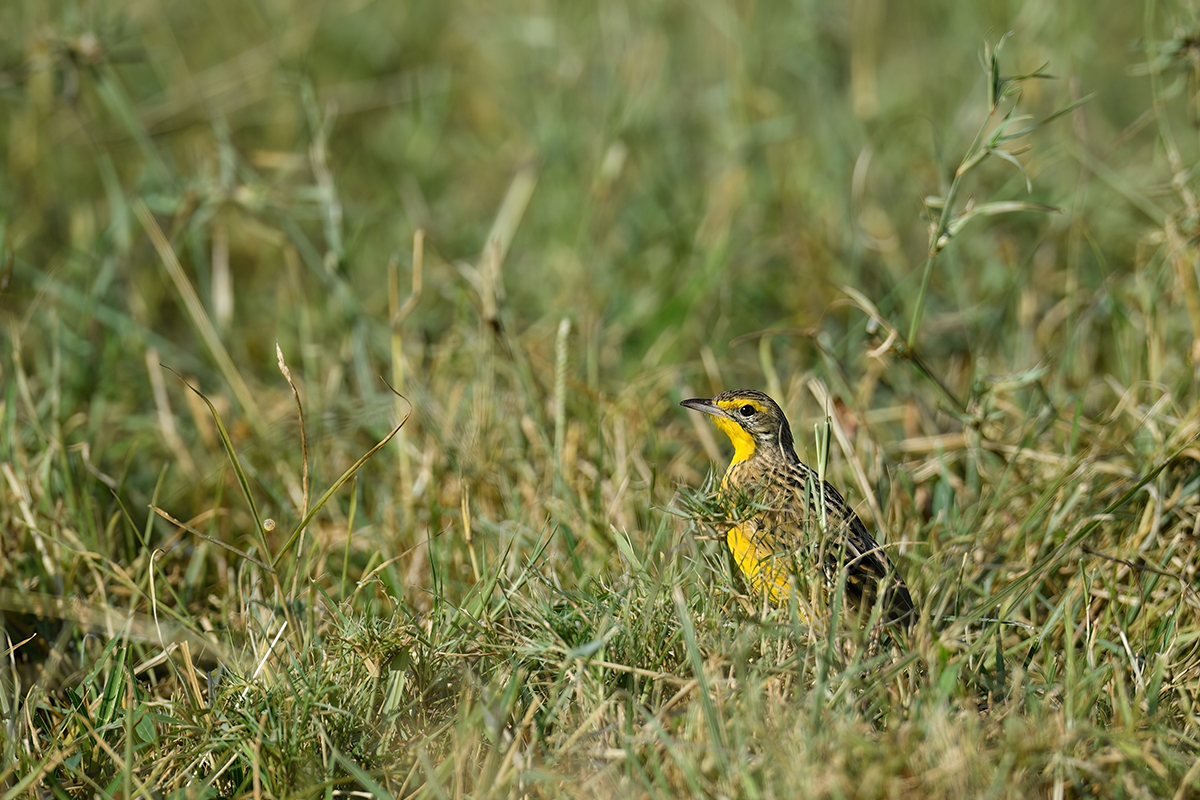 _5RG1197_20180729_084605_4926Masai Mara 2018_7451Masai Mara 2018.jpg