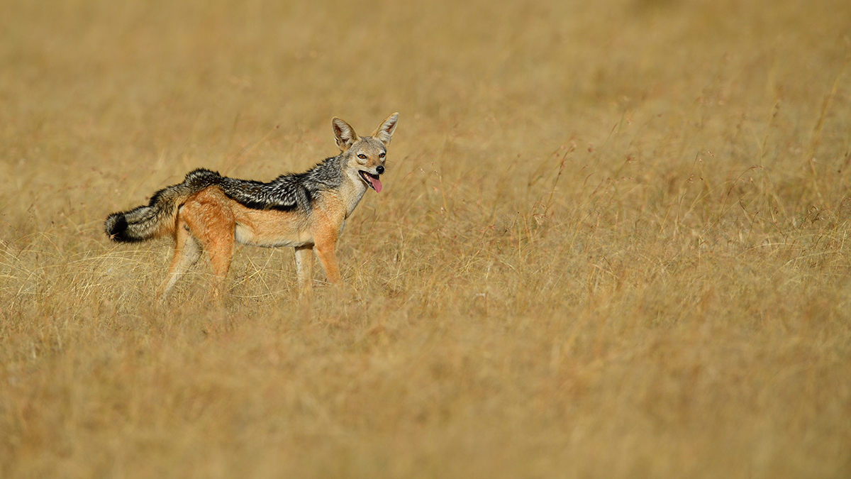 _5RG1205_20180724_170459_2318Masai Mara 2018_3293Masai Mara 2018-1200.jpg
