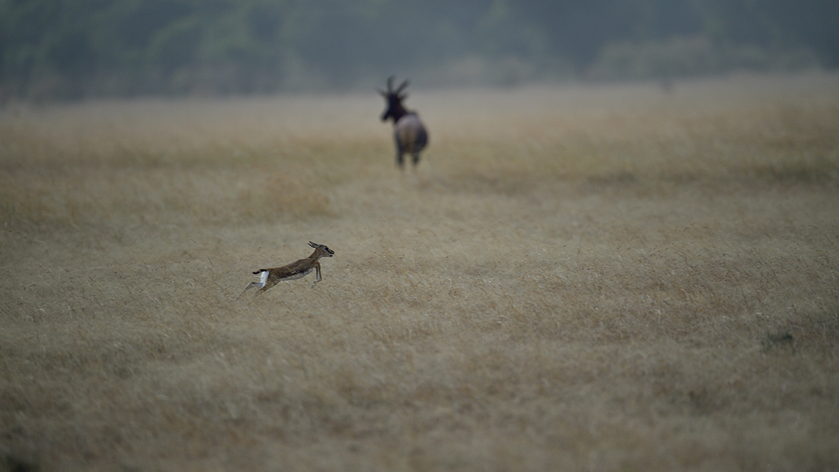 _5RG1248_20180724_171039_2319Masai Mara 2018_3294Masai Mara 2018-1200.jpg