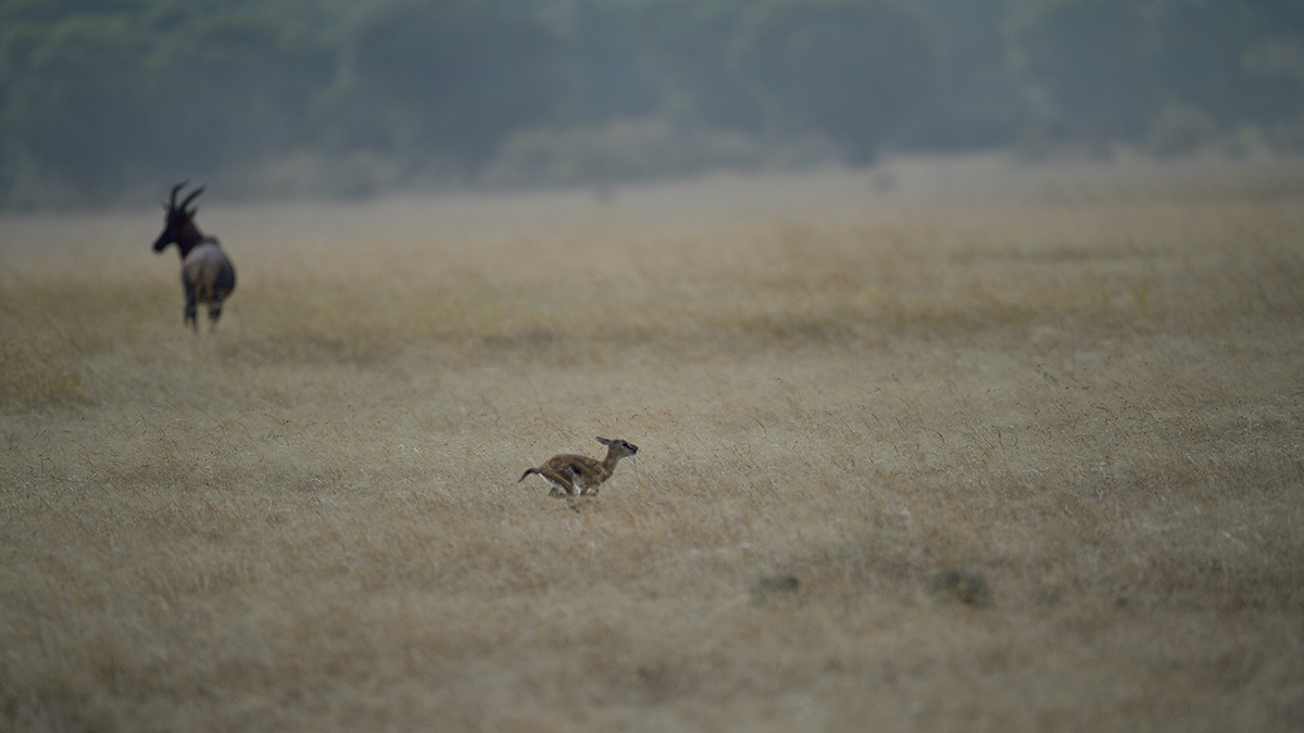 _5RG1251_20180724_171039_2320Masai Mara 2018_3295Masai Mara 2018-1200.jpg