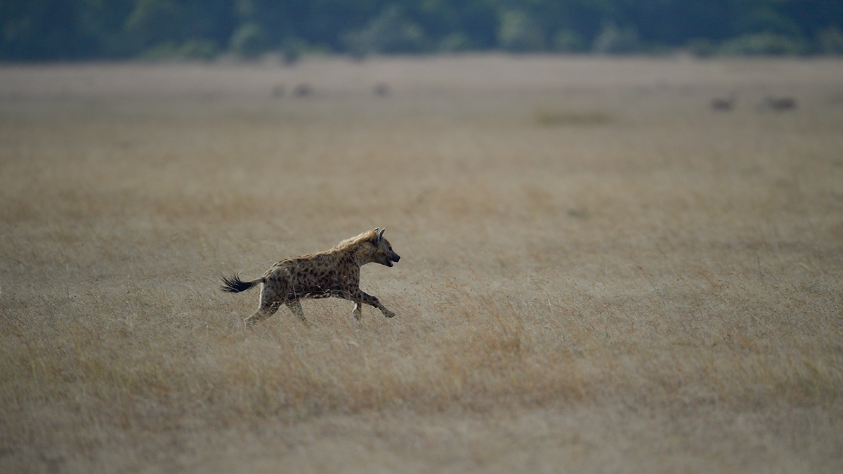 _5RG1255_20180724_171042_2321Masai Mara 2018_3296Masai Mara 2018-1200.jpg