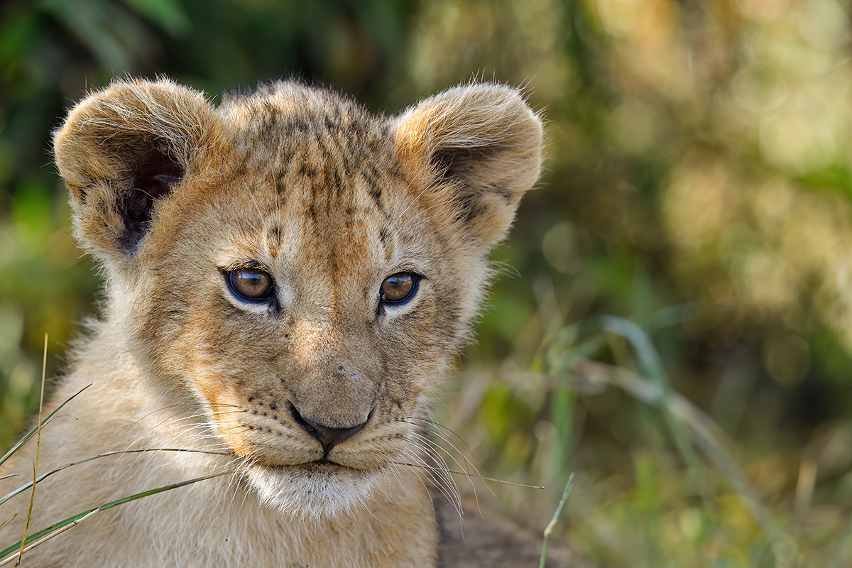 _5RG1255_20180729_085610_4932Masai Mara 2018_7457Masai Mara 2018-1200.jpg