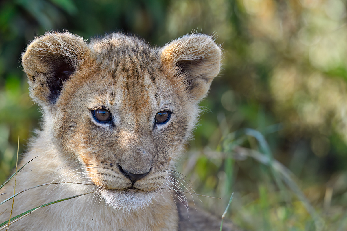 _5RG1255_20180729_085610_4932Masai Mara 2018_7457Masai Mara 2018.jpg