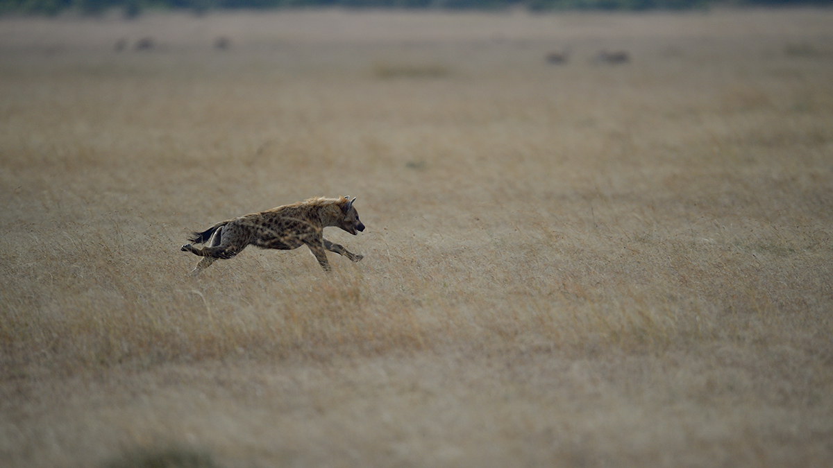 _5RG1256_20180724_171042_2322Masai Mara 2018_3297Masai Mara 2018-1200.jpg