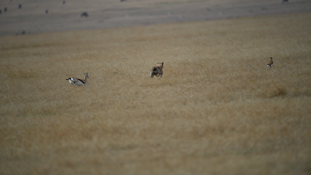 _5RG1263_20180724_171056_2323Masai Mara 2018_3298Masai Mara 2018-1200.jpg