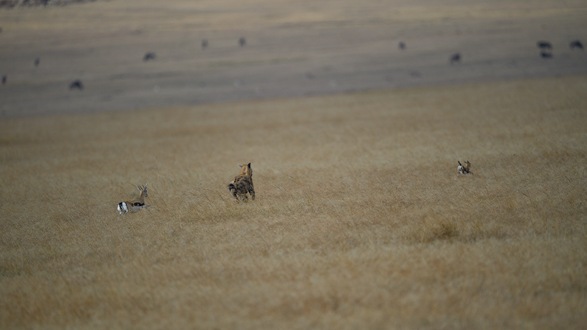 _5RG1265_20180724_171056_2324Masai Mara 2018_3299Masai Mara 2018-1200.jpg