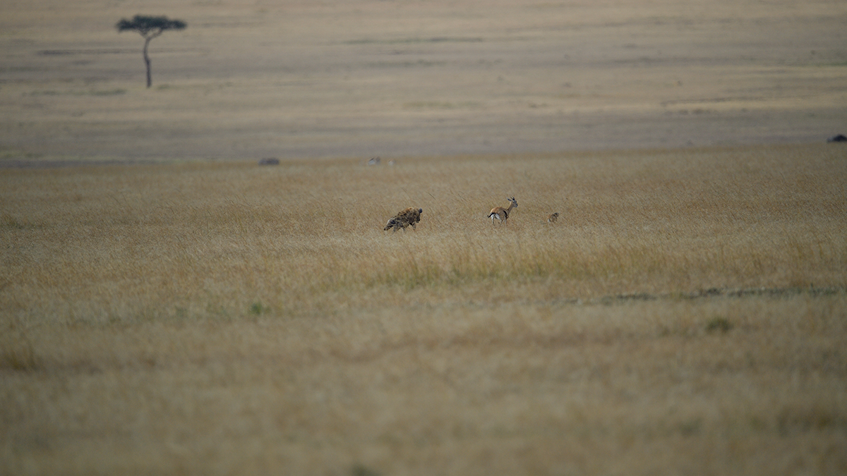 _5RG1266_20180724_171104_2325Masai Mara 2018_3300Masai Mara 2018-1200.jpg