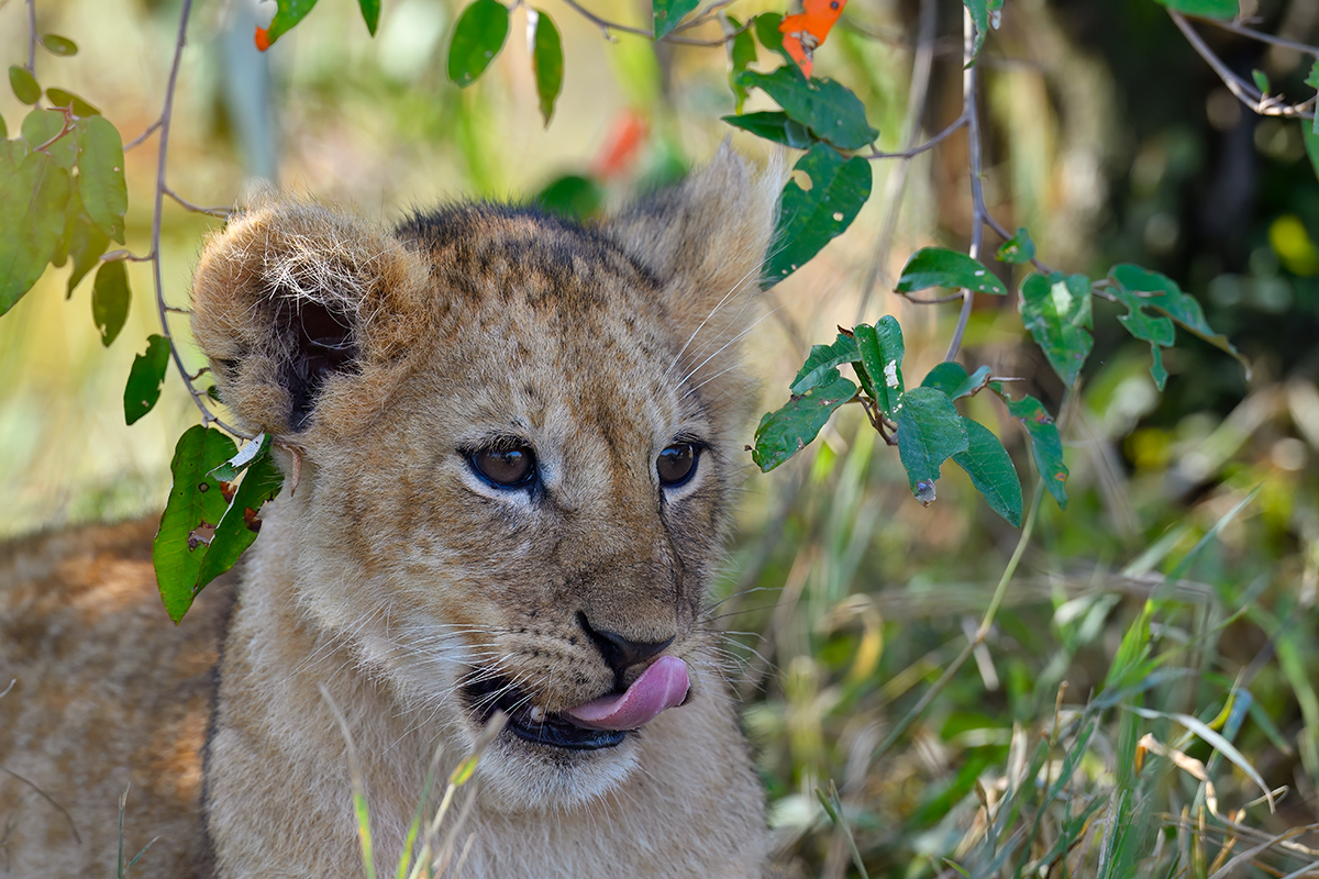 _5RG1271_20180729_085616_4934Masai Mara 2018_7459Masai Mara 2018.jpg