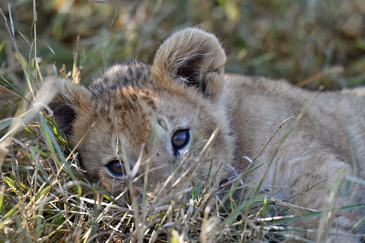 _5RG1282_20180729_090019_4936Masai Mara 2018_7461Masai Mara 2018.jpg