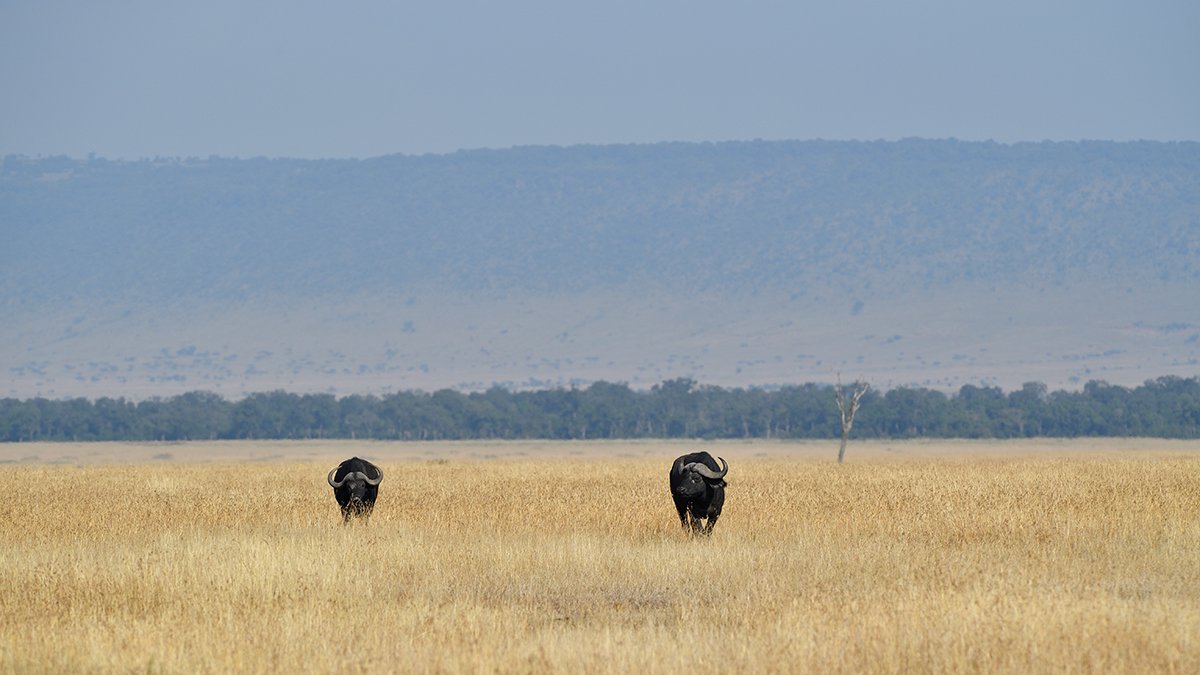 _5RG1287_20180729_091102_4937Masai Mara 2018_7462Masai Mara 2018.jpg
