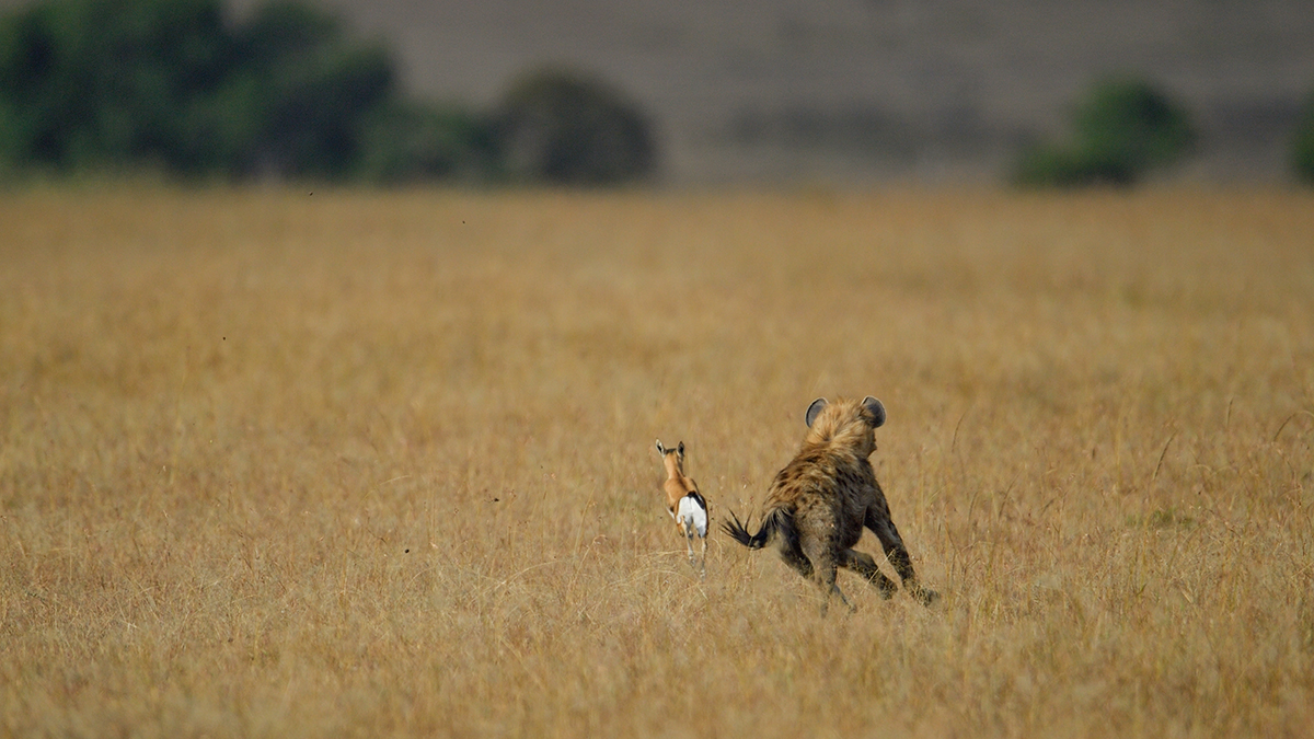 _5RG1303_20180724_171307_2349Masai Mara 2018_3302Masai Mara 2018-1200.jpg