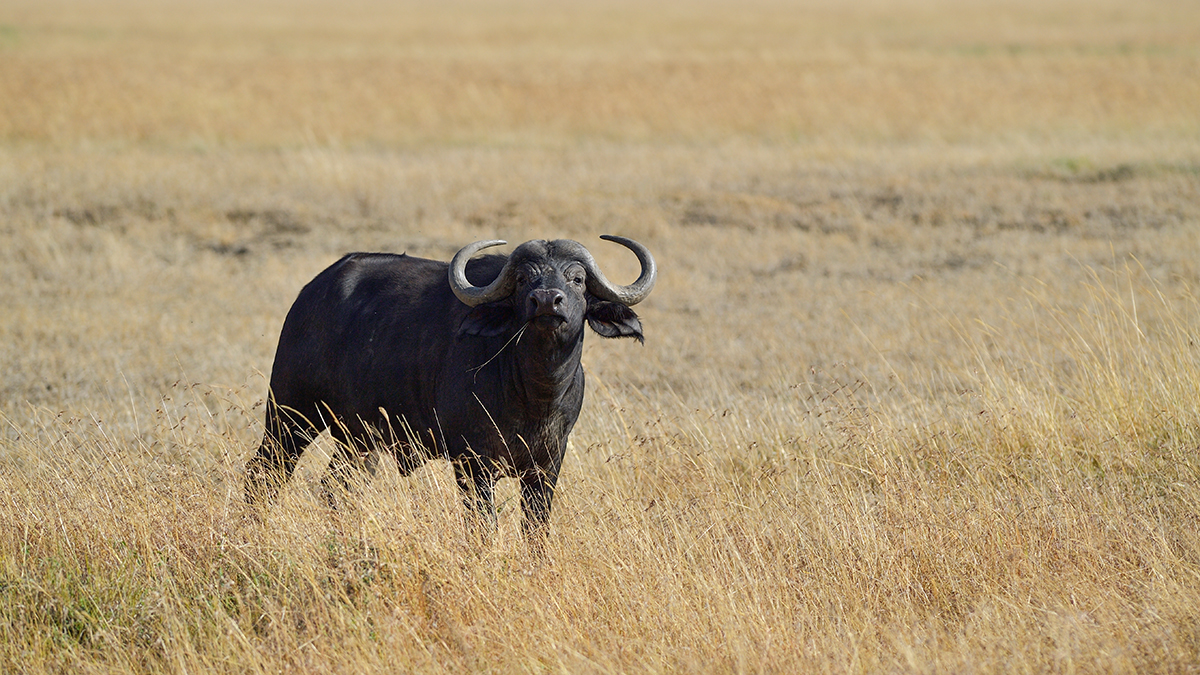 _5RG1308_20180729_091451_4938Masai Mara 2018_7463Masai Mara 2018.jpg