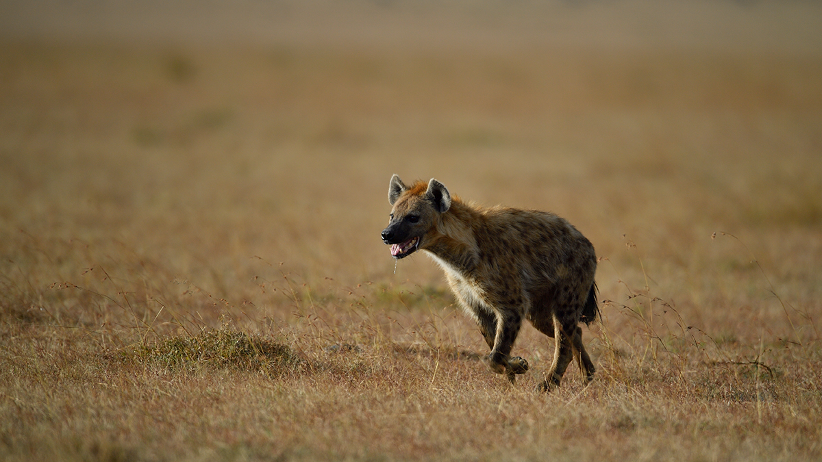 _5RG1335_20180724_171718_2327Masai Mara 2018_3303Masai Mara 2018-1200.jpg