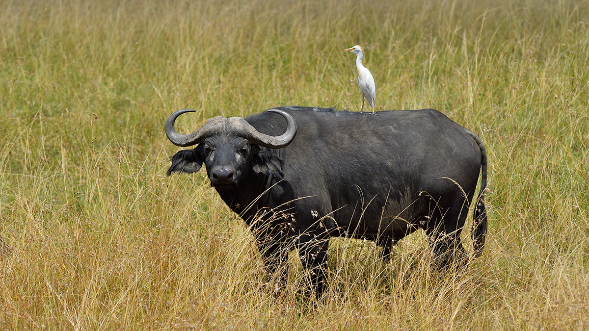_5RG1344_20180729_131335_4939Masai Mara 2018_7464Masai Mara 2018.jpg