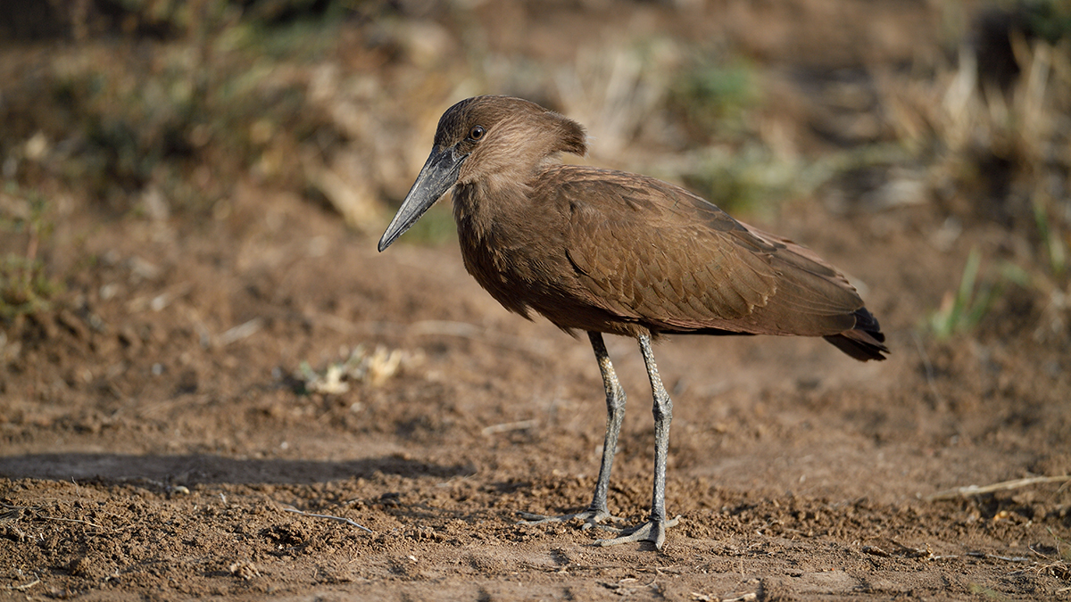 _5RG1383_20180724_173300_2329Masai Mara 2018_3305Masai Mara 2018-1200.jpg